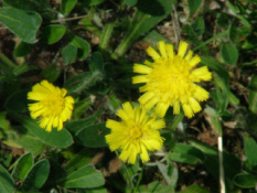 Hieracium pilosella Muizeoor bestellen